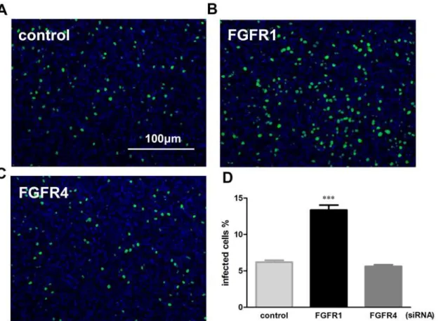 Fig 3. Specific siRNA target FGFR1 markedly increased PR8 virus entry at an early stage of the viral life cycle
