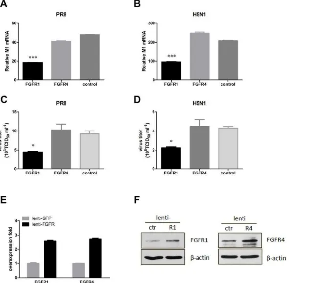 Fig 4. Lentivirus-mediated FGFR1 overexpression in A549 cells significantly decreased influenza A virus replication