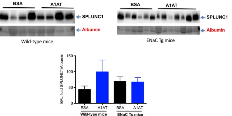 Fig 9. Effects of alpha1 antitrypsin (A1AT) on SPLUNC1 protein levels in bronchoalveolar lavage (BAL) fluid of wild-type and ENaC transgenic (Tg) mice after 3 days of infection