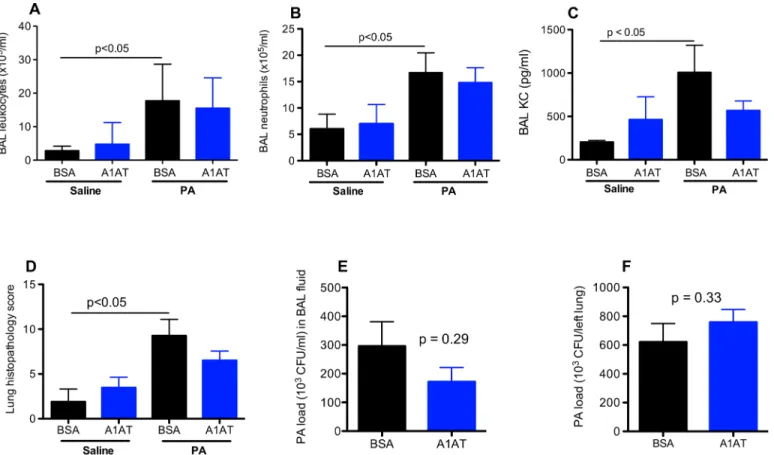 Fig 1. Effects of alpha1 antitrypsin (A1AT) on lung inflammation and Pseudomonas aeruginosa (PA) load in ENaC transgenic mice after 1 day of infection