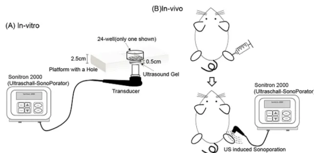 Figure 1. Schematic of in-vivo and in-vitro experimental setup.