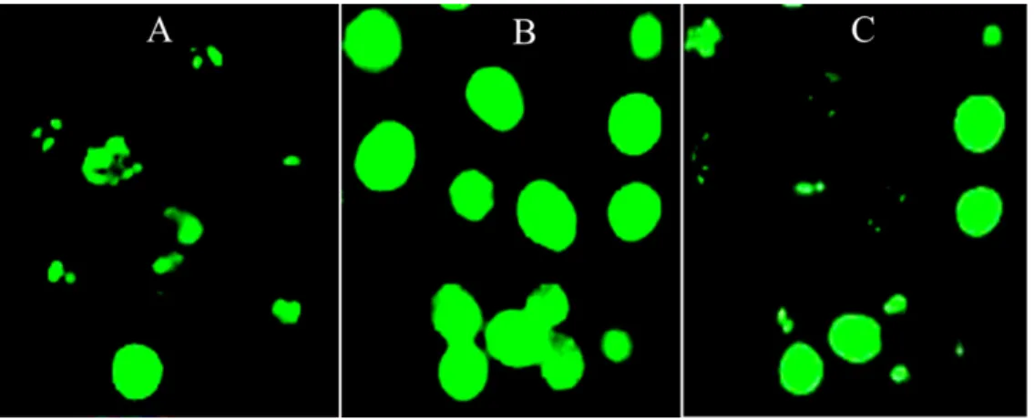Figure 2 Image-based ROS measurement captured by fluorescence microscopy. (A–C) Image-based ROS measurement captured by fluorescence microscopy in HepG2 cells; (A) Untreated and unchallenged HepG2, (B) Untreated and H 2 O 2 -challenged HepG2 and (C) Leaf-p