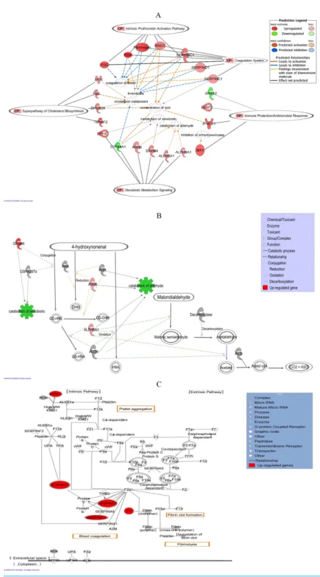 Figure 5 IPA graphical representation. (A) IPA graphical representation of the molecular relationships between the significantly regulated genes to the predicted canonical pathways in response to the leaf treatment in HepG2 cells