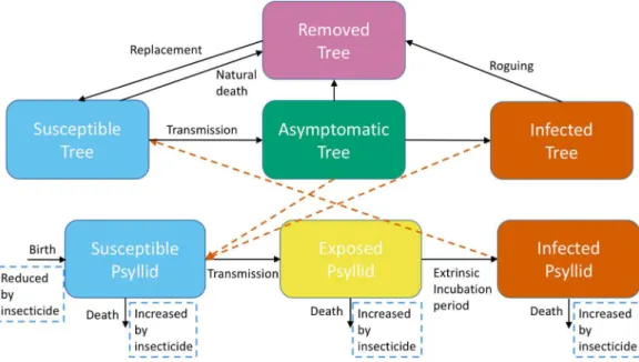 Figure 1 A schematic of the model system showing transitions to different categories for trees and adult psyllids