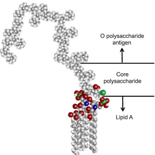 Fig 1. Representative structure of the molecular components of LPS. The conserved, hydrophobic lipid A group, core polysaccharide, and hypervariable O polysaccharide antigen