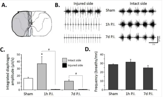 Fig 1. Diaphragm activity following C2 spinal cord injury. A. Representative extent of injury in 8 animals at 7 days post-injury