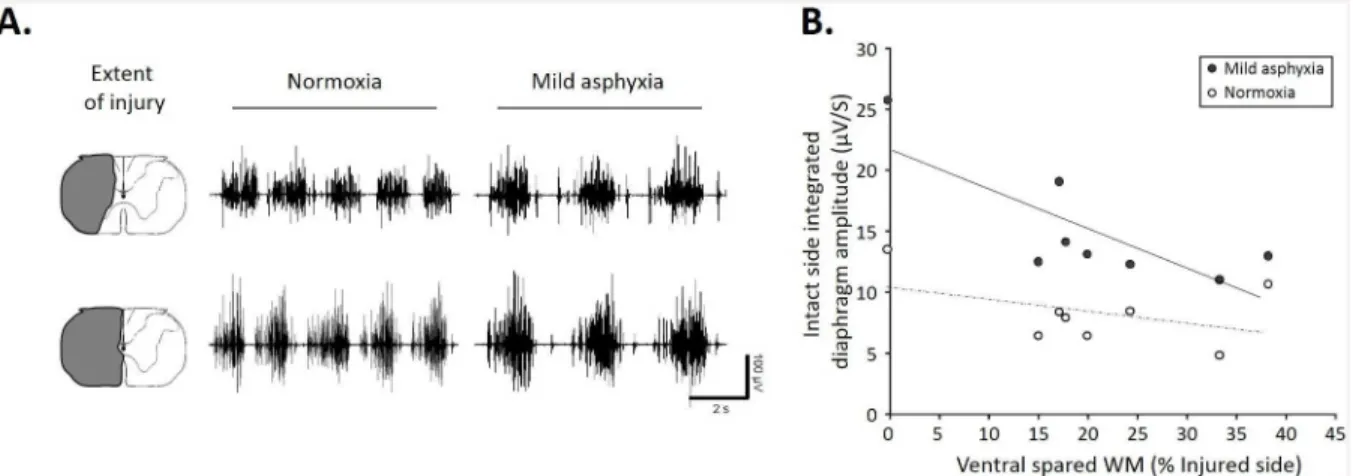 Fig 2. Correlation between diaphragm activity and extent of C2 injury in normoxic and mild asphyxic rats