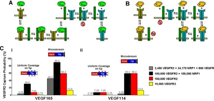 Figure 6. VEGF receptors on autocrine capture by a tip cell. We estimated autocrine capture probabilities for a VEGF molecule placed at the cell surface