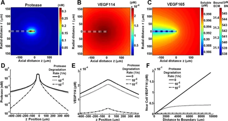 Figure 2. VEGF cleavage due to protease secretion from the tip cell of a vessel sprout