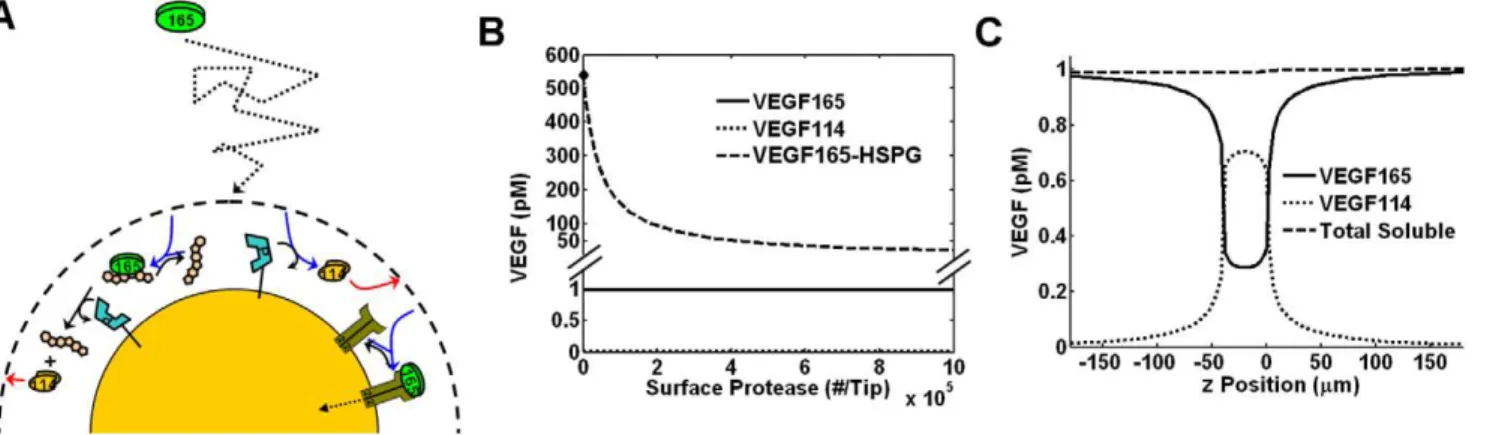Figure 5. VEGF cleavage in a spatially bounded domain with VEGF gradient. Multi-cellular protease secretion was assumed to represent a uniform protease distribution at 10 nM