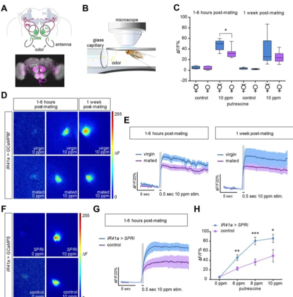 Fig 4. SPR decreases sensitivity of olfactory neurons to polyamines after mating. (A) Schematic diagram of a fly brain and its antennal appendages with olfactory sensory neurons (OSNs)