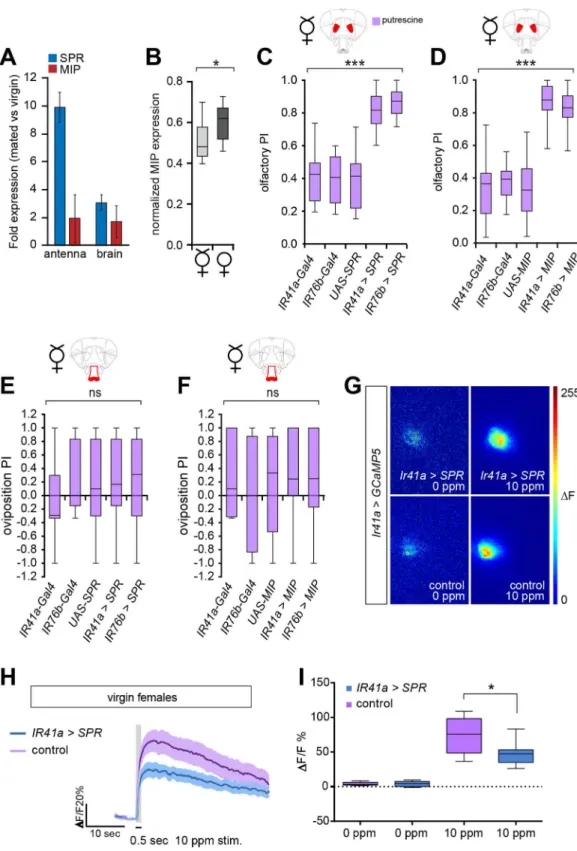 Fig 6. MIP expression is increased in the AL upon mating. (A) SPR and MIP expression analysis before and after mating of antenna and brain of virgin or mated females