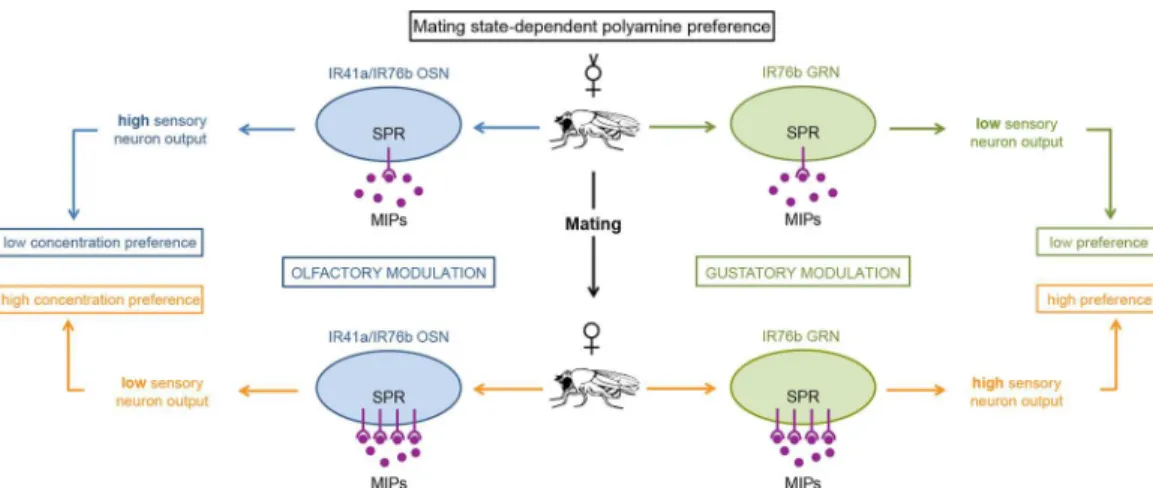 Fig 7. SPR/MIP signaling in chemosensory neurons adjusts female preference behavior upon mating.
