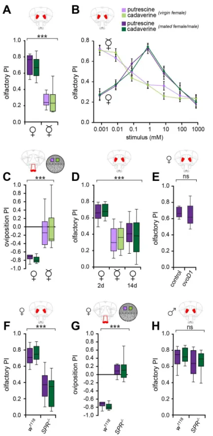 Fig 1. Mating state modulates the perception of polyamines. (A) Virgin flies are less attracted to a high polyamine concentration of 1 mM (10 ppm) as compared to mated flies