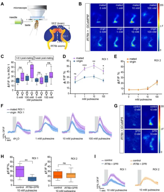 Fig 3. Mating increases sensitivity of taste neurons through SPR. (A) Scheme of the SEZ in vivo calcium imaging setup (top)