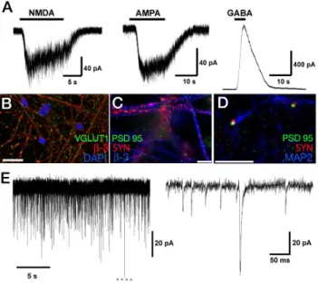 Figure S1 Characterisation of aNPCs. (A) Human PSCs were neuralised at 21% O 2 in suspension in CDM and plated down for the mechanical isolation of neural rosettes