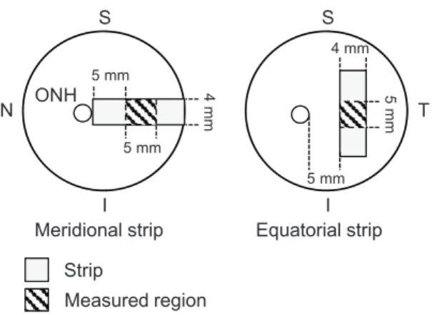 Figure 1. Porcine sclera dissected by scalpel blades. A strip of sclera was dissected at the temporal region 5 mm apart from ONH, resulting in a rectangular shape with a width of 4 mm and a length of approximately 15 mm.