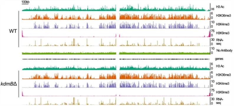 Fig 4. Genome viewer image presenting the chromatin landscape of chromosome IV in wild type (WT) and kdmB deletion ( kdmB Δ ) cells grown in liquid shake cultures for 17 hours (primary metabolism)