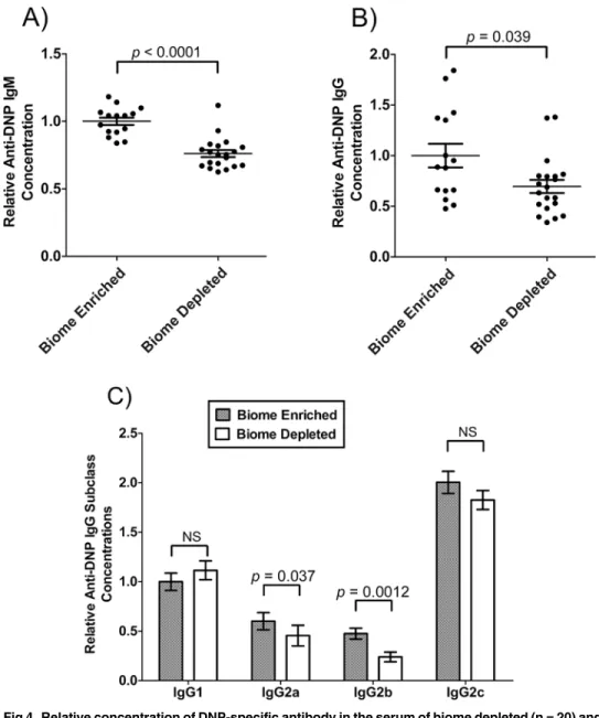 Fig 4. Relative concentration of DNP-specific antibody in the serum of biome depleted (n = 20) and biome enriched (n = 15) rats