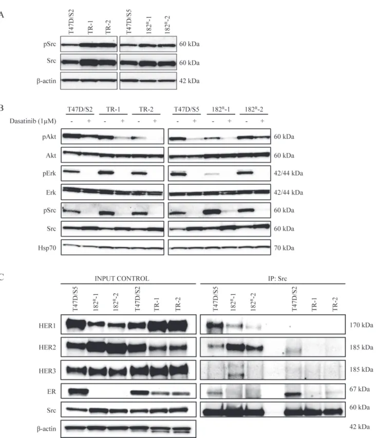 Fig 3. Effect of dasatinib on expression of Src and downstream signaling in parental and resistant cells and identification of Src dimers