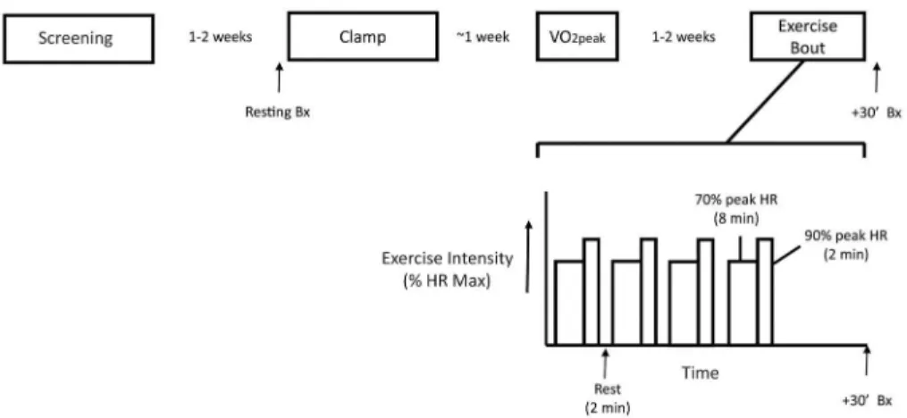 Fig 1. Overall design of the study. The overall sequence of study days is shown above an expanded view of the acute exercise bout