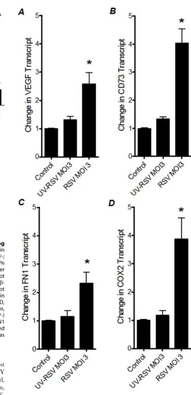 Figure 6. Transcript levels of HIF-dependent genes following infection with inactivated RSV