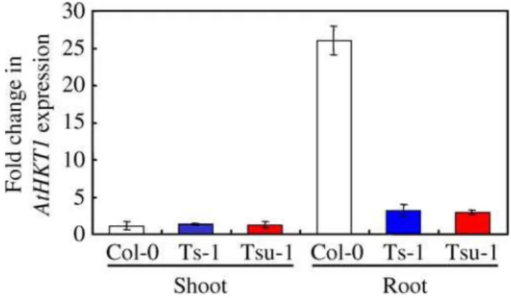 Figure 4. Root Differential AtHKT1 Expression between Col-0, Ts-1, and Tsu-1