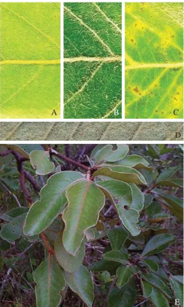 Fig. 1. A, Shelter of Gonioterma exquisita covered with Byrsonima leaf trichomes; B, Shelter cover partially removed.