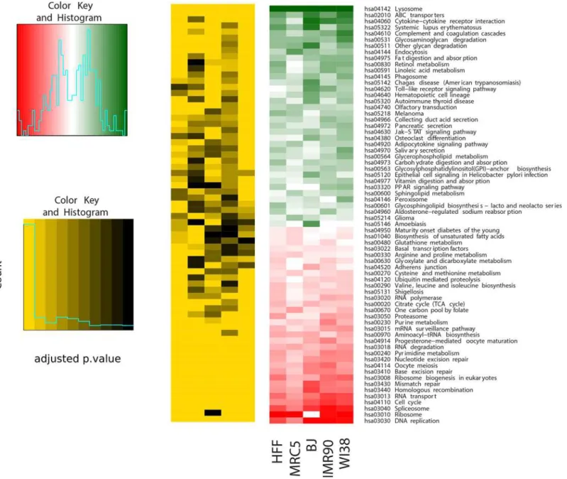 Fig 4. Significantly differentially regulated pathways with age across the five fibroblast strains