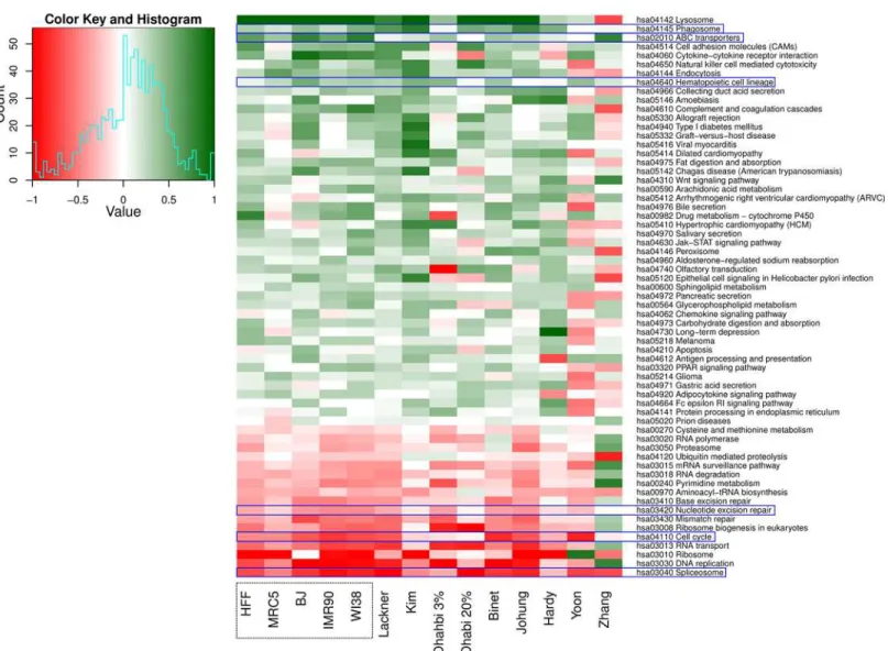 Fig 5. The differentially regulated pathways across the five fibroblast strains and the public data sets