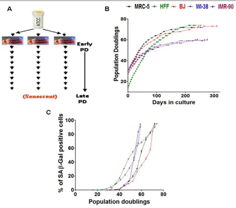 Fig 1. Experimental design, growth curves and transition into senescence. (A) Experimental plan of culturing fibroblast cell strains derived from a single vial and maintained in culture as triplicates from an early PD until senescence at late PDs