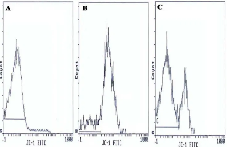 Figure 2. Flow cytometric of changes in the mitochondrial membrane potential ( DY m). Histograms show: (A) Negative control with 95.8%