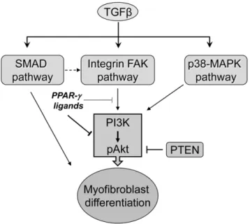 Figure 8. A proposed model showing the mechanism of action of electrophilic PPAR-c ligands on TGFb-induced myofibroblast differentiation