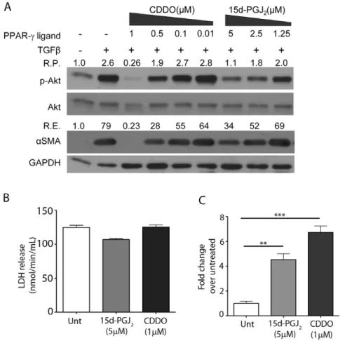 Figure 2. PPAR-c ligands inhibit TGFb-induced phosphorylation of Akt and myofibroblast differentiation in a dose-dependent manner