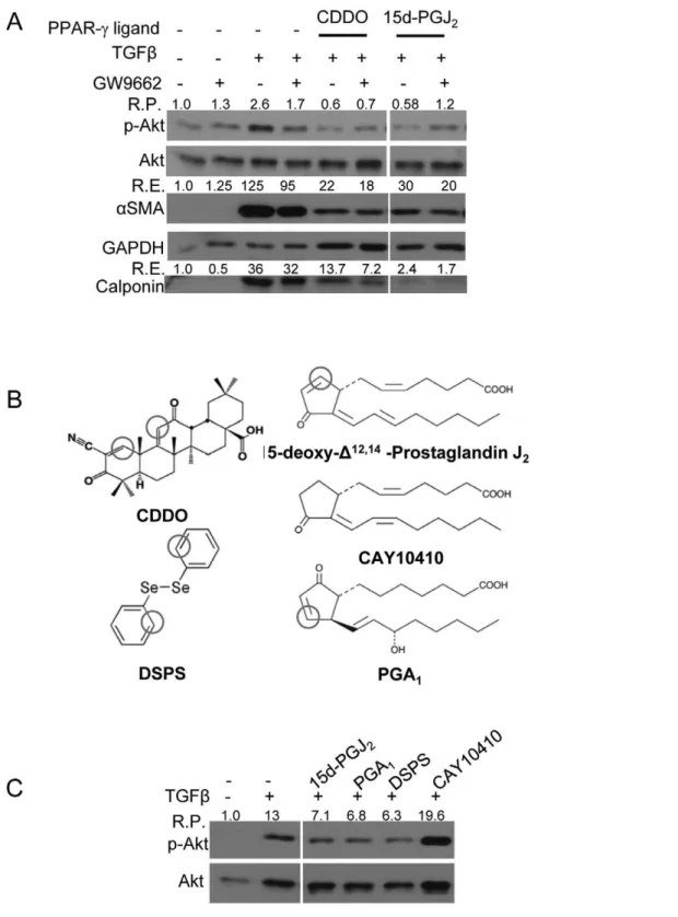 Figure 3. PPAR-c ligands inhibit TGFb-induced Akt phosphorylation and myofibroblast differentiation in a PPAR-c-independent but electrophilic carbon-dependent manner
