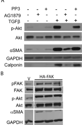Figure 6. Pharmacological inhibition of FAK activity inhibits the PI3K-Akt pathway and myofibroblast differentiation