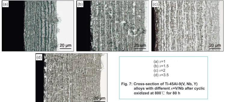 Fig. 7: Cross-section of Ti-45Al-9(V, Nb, Y)  alloys with different  x =V/Nb after cyclic  oxidized at 800 ℃  for 80 h