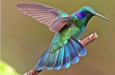 Figure 2 - Green Violetear (Colibri thalassinus) 