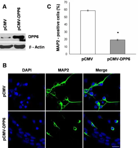 Figure 5. Ectopic expression of Dpp6 results in impaired neuronal differentiation of P19 cells