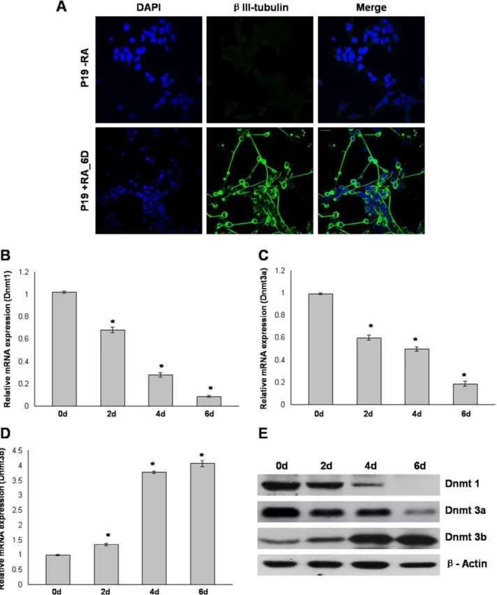 Figure 1. Differential expression of Dnmt1, Dnmt3a, and Dnmt3b during RA induced neuronal differentiation of P19 cells