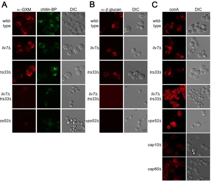 Figure 5. Lectin staining of surface of liv7 D trs33 D cells reveals a role for Liv7/Trs33 in PAMP shielding