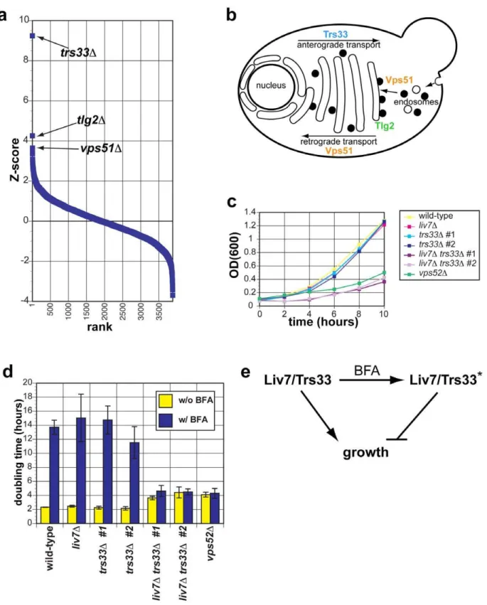 Figure 3. The genetic interaction profile of the C. neoformans gene LIV7 accurately predicts that Liv7 acts within the ER/Golgi in C.