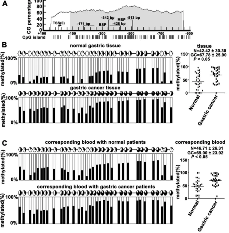 Figure 1.  Methylation analysis of normal gastric tissues, primary gastric cancer tissues and peripheral blood from gastric carcinoma patients and healthy controls