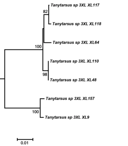 Fig 8. Neighbor joining subtree of Tanytarsus sp.3XL from Tibet, China. Numbers on branches represent bootstrap support ( &gt; 70%) based on 500 replicates; scale represents K2P genetic distance.