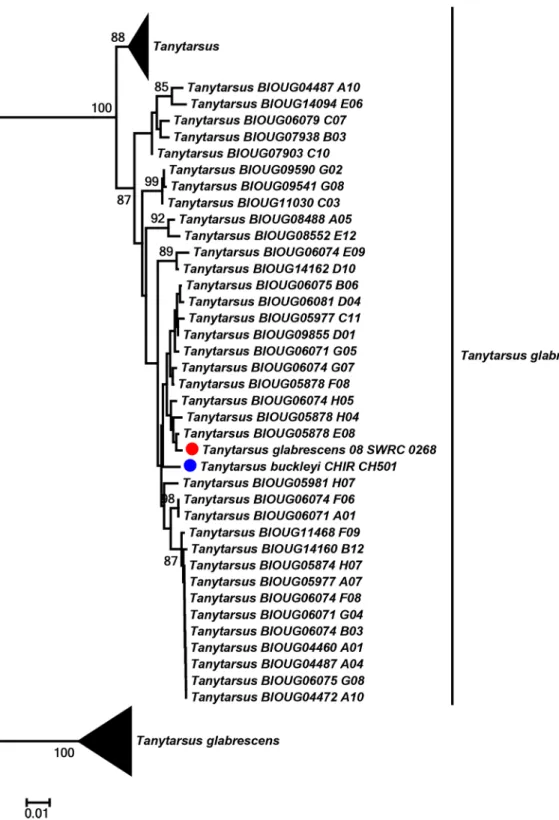 Fig 10. Neighbor joining subtree of Tanytarsus buckleyi and Tanytarsus glabrescens. Numbers on branches represent bootstrap support ( > 70%) based on 500 replicates; the dots indicate the specimens identified morphologically; scale represents K2P geneti