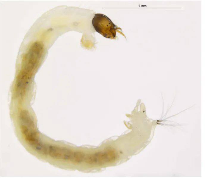 Fig 1. Tanytarsus sp.10XL, larva.