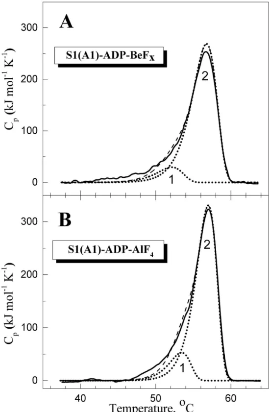 Fig 2. Temperature dependence of the excess molar heat capacity (C p ) obtained by DSC for S1 in the complexes S1-ADP-BeF x (A) and S1-ADP-AlF 4 - (B), and their decomposition into individual thermal transitions (calorimetric domains 1 and 2)