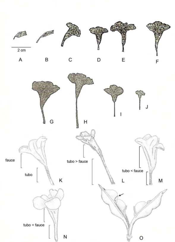 Figura  1:  Tipos  de  corola  e  fruto  de  Acanthaceae.  A-B,  Corola  tubulosa;  C-F,  Corola  infundibuliforme; G-H, Corola em forma de trompete; I-J, Corola hipocrateriforme; K, Região da  fauce;  região  do  tubo;  L,  Corola  apresentando  tubo  mai