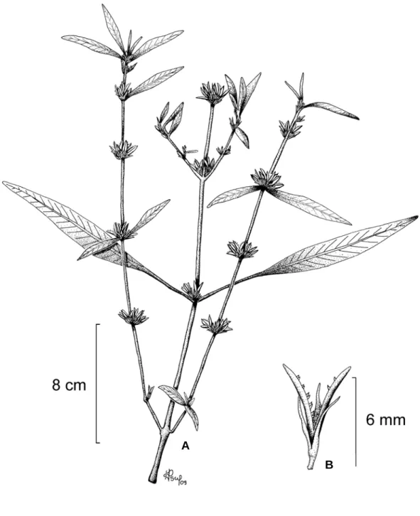 Figura  6:  Hygrophila  costata  Nees.  A.  Hábito;  B.  Fruto  aberto.  (A-B,  Pereira  &amp; 