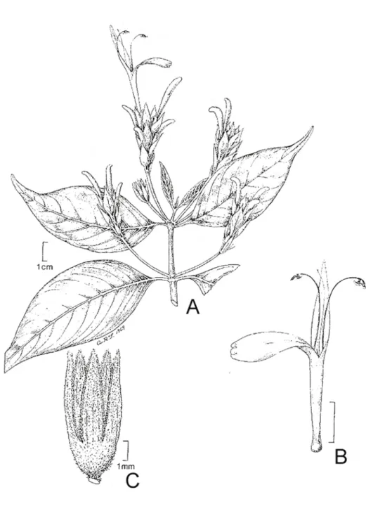 Figura  8:  Justicia  clivalis  Wassh.  A.  Hábito;  B.  Corola  e  androceu;  C.  Cálice
